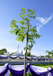 种植纪念树泰国“Rajpruek（英文名金雨）”